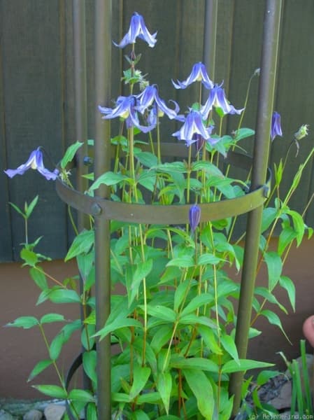 Клематис Coerulea (Integrifolia Group)