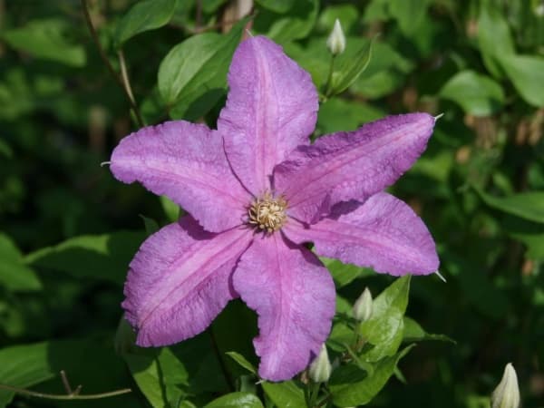 Danuta