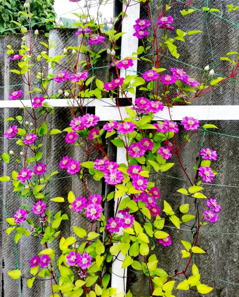 Клематис Ashva