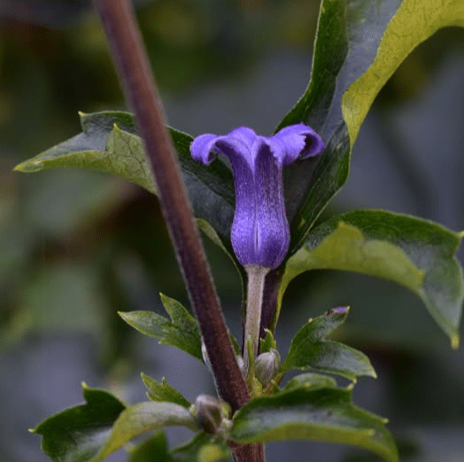 Клематис urticifolia крапивнолистный