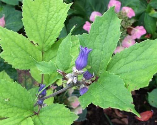 Клематис urticifolia