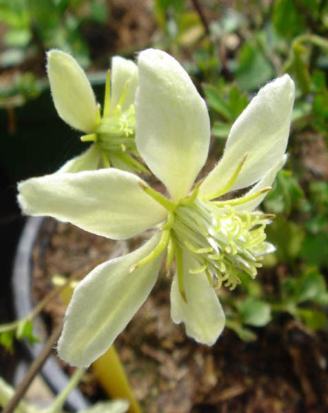 cartmanii Lunar Lass