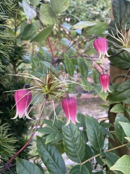 Клематис glaucophylla