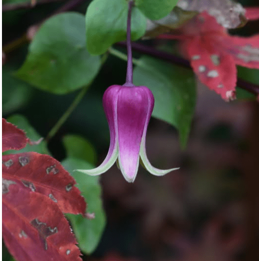 glaucophylla