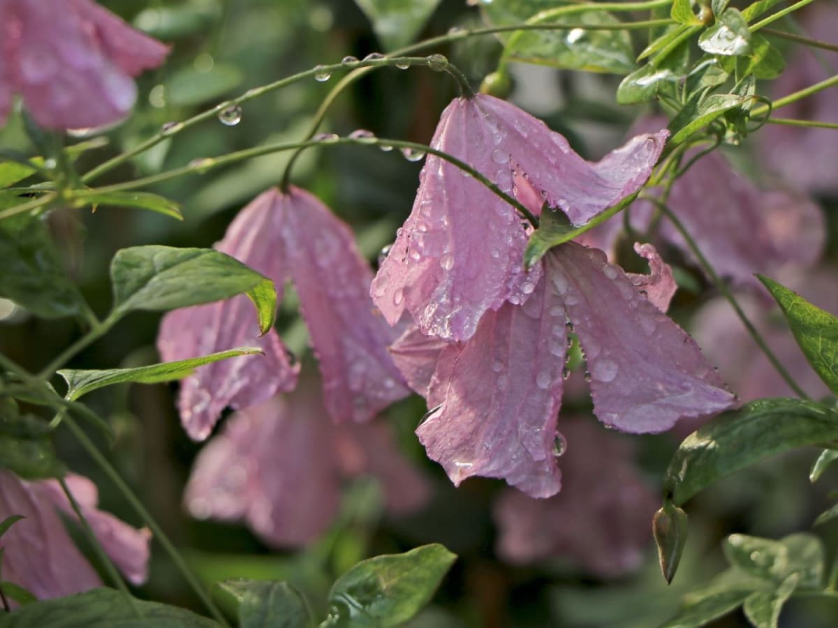 Клематис Rosea (Westphal - Viticella Group)