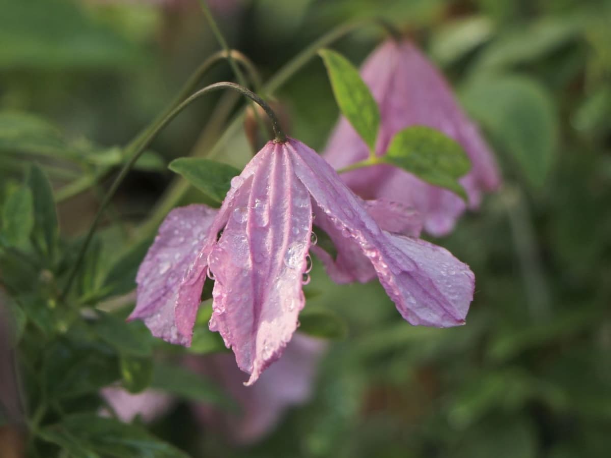 Клематис Rosea (Westphal - Viticella Group)