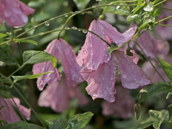 Клематис Rosea (Westphal - Viticella Group)