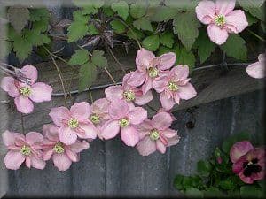 Apricot Star