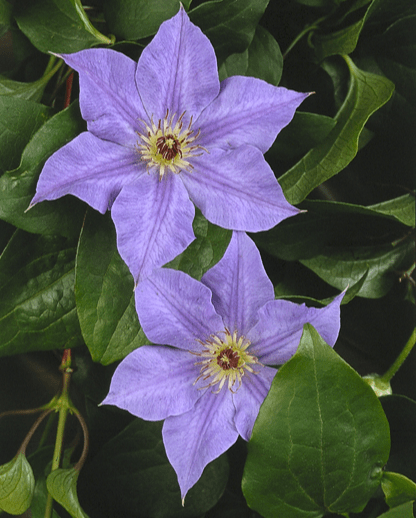 Hybrida Sieboldii