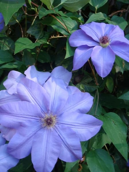 Клематис Hybrida Sieboldii
