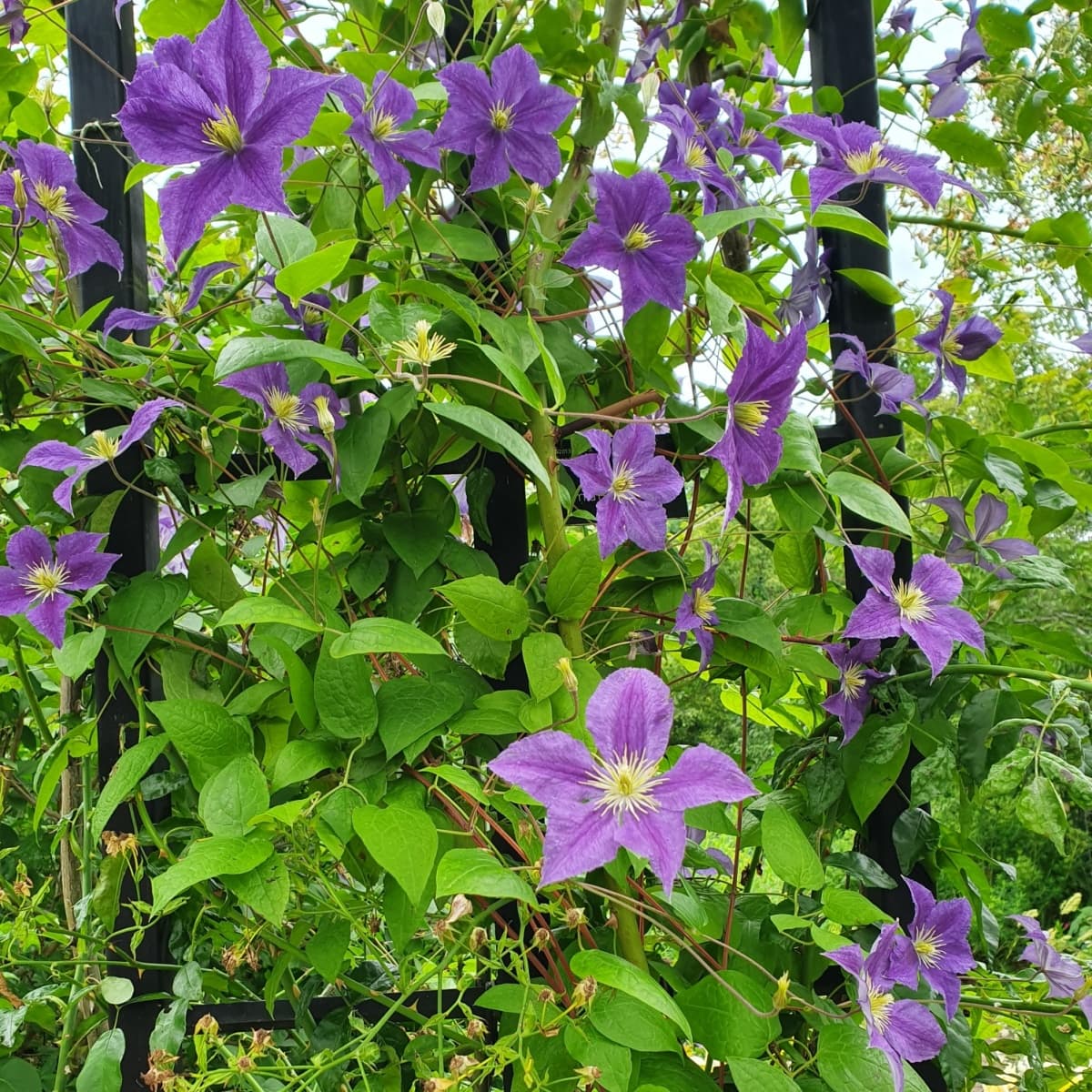 Клематис WISLEY Evipo001