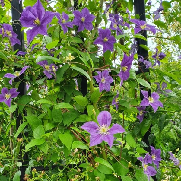 Клематис WISLEY Evipo001