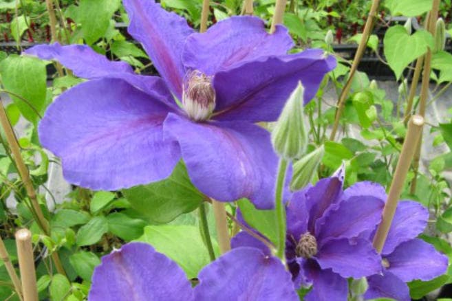 Клематис Blue Planet