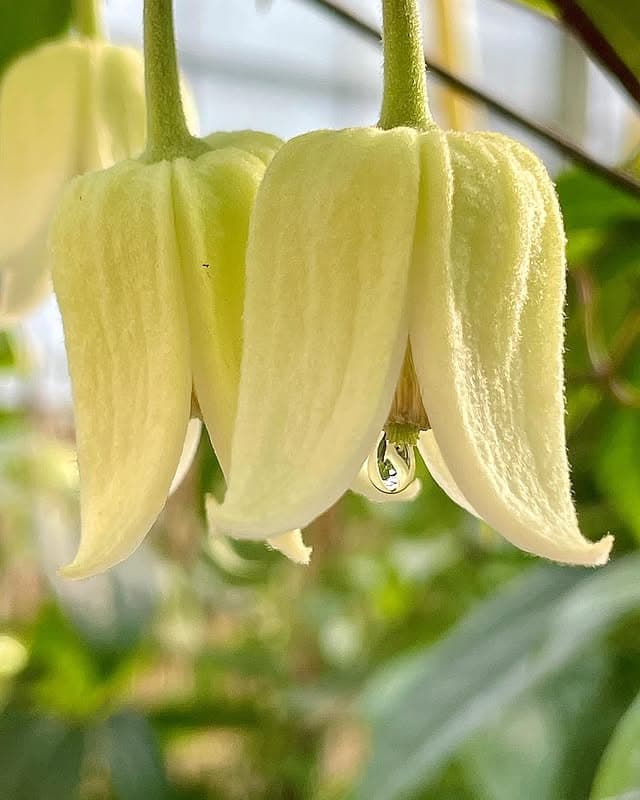 Клематис Winter Beauty