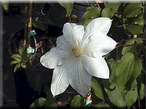 Xerxes (Australia)