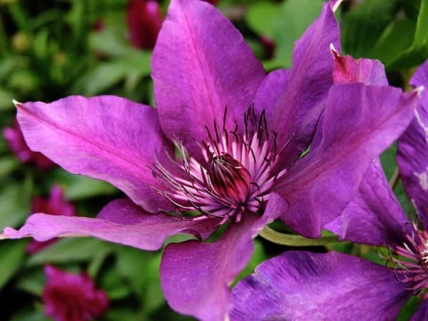 FLEURI Evipo042