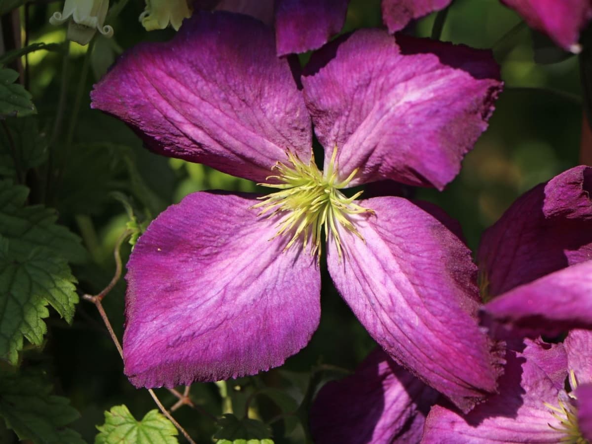 Клематис JACKMANII PURPUREA Zojapur