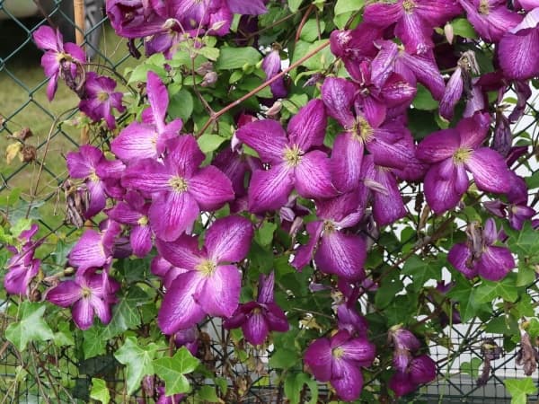 JACKMANII PURPUREA Zojapur