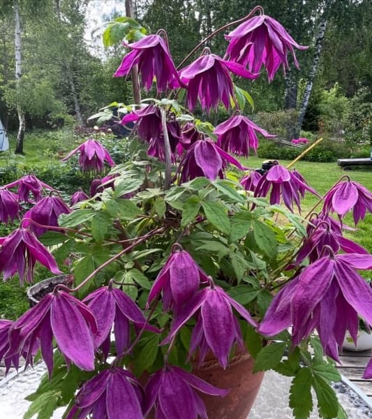 KAJSA BCL 1239