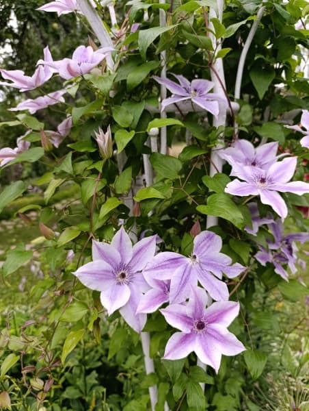 Клематис Best Wishes