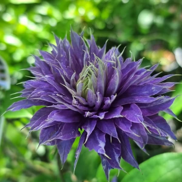 Belle of Taranaki