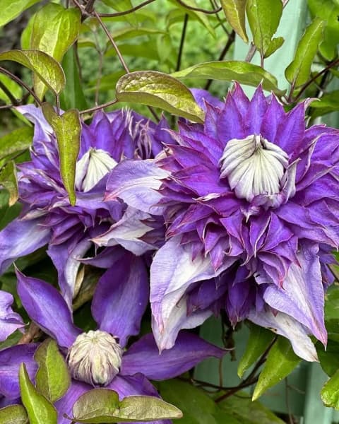 Клематис Belle of Taranaki