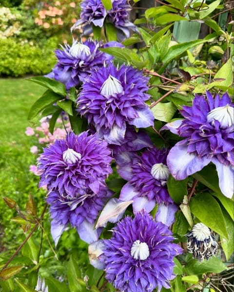Клематис Belle of Taranaki