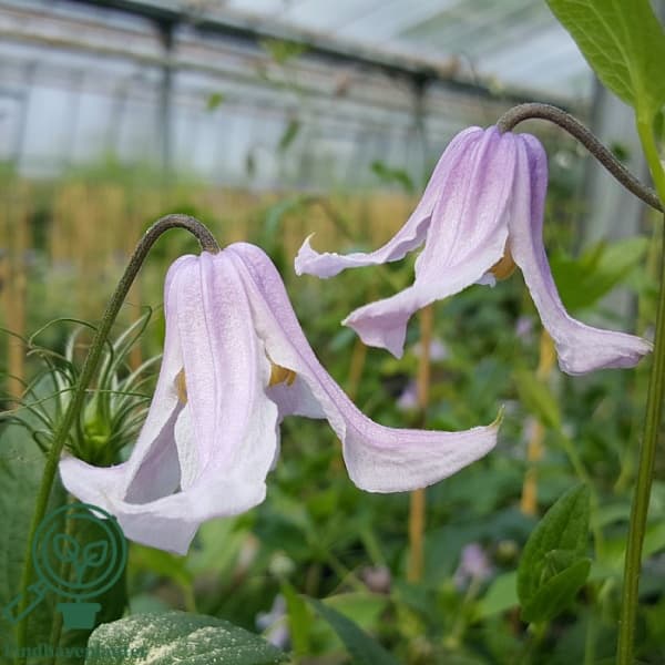 integrifolia Baby Rose