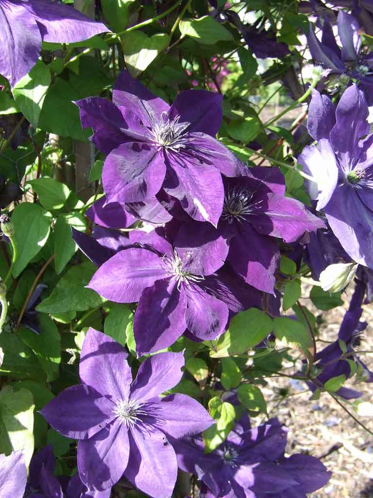 Клематис AMETHYST BEAUTY Evipo043