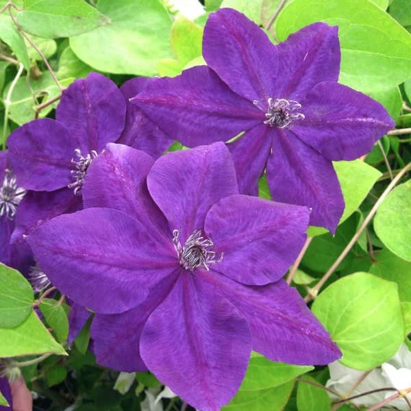 Клематис AMETHYST BEAUTY Evipo043