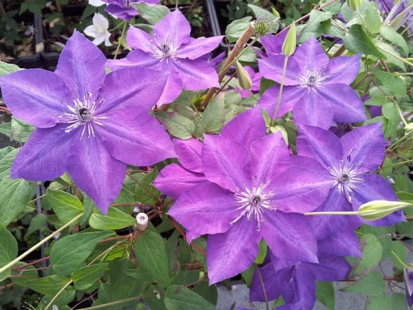 Клематис AMETHYST BEAUTY Evipo043