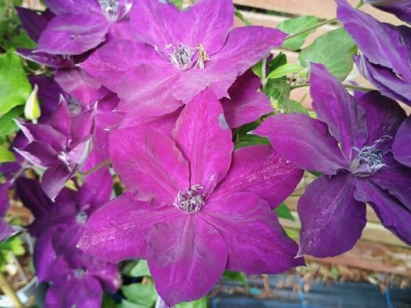 Клематис AMETHYST BEAUTY Evipo043