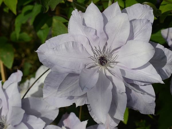 Клематис REFLECTIONS Evipo035