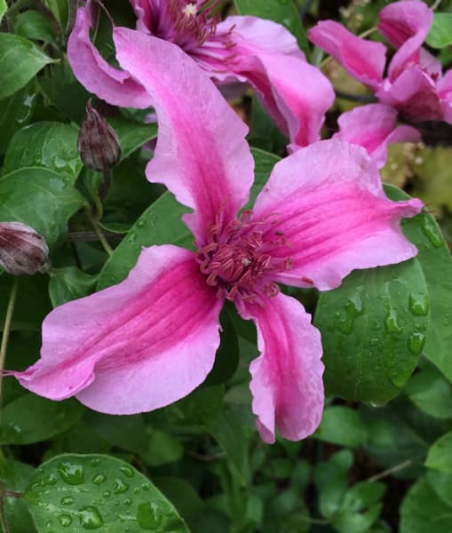 SAPHYRA DOUBLE ROSE Cleminov29