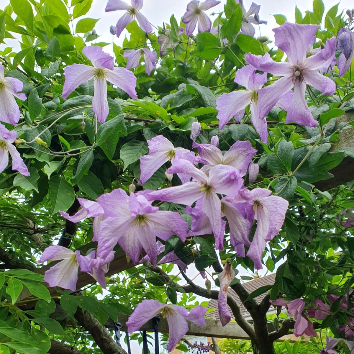Клематис Lavender Twirl