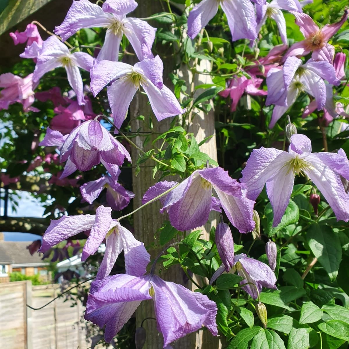 Клематис Lavender Twirl