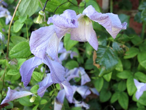 Клематис Lavender Twirl