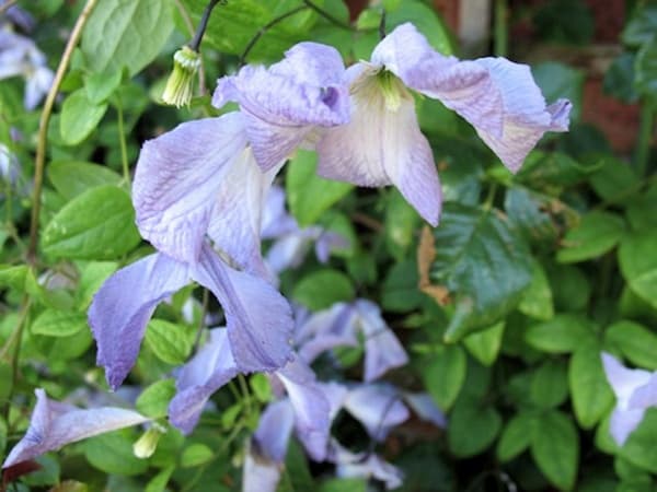 Клематис Lavender Twirl
