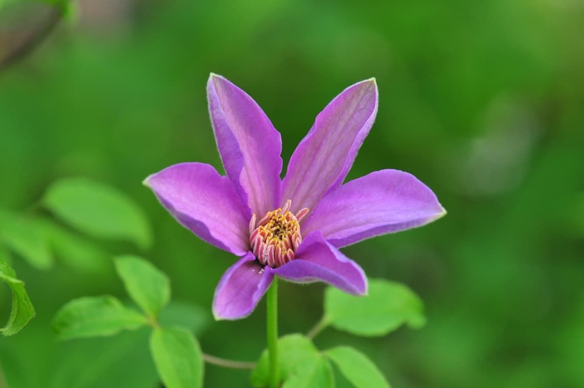Клематис Delightful Scent SUGAR-SWEET LILAC