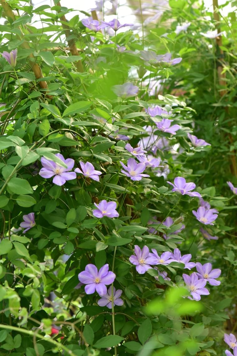 Клематис Delightful Scent SUGAR-SWEET LILAC