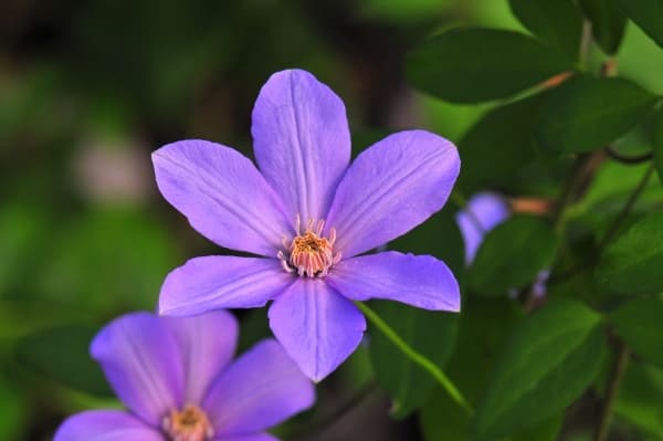 Клематис Delightful Scent SUGAR-SWEET LILAC