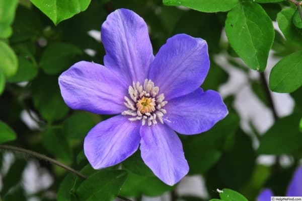 Клематис Delightful Scent SUGAR-SWEET LILAC