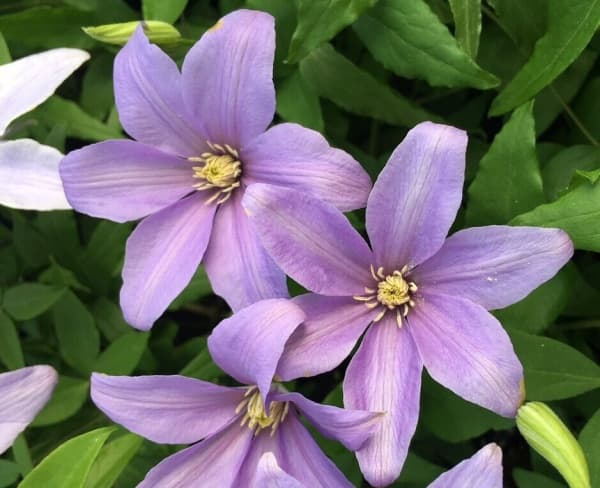 Scented Clem SUGAR-SWEET BLUE