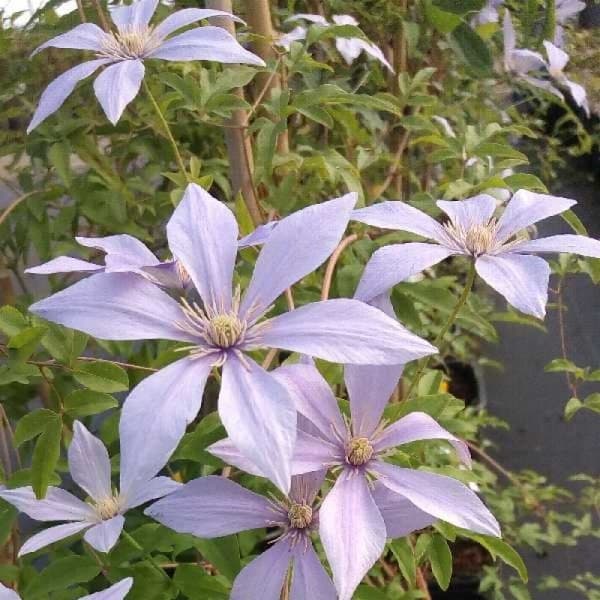 Клематис Scented Clem SUGAR-SWEET BLUE