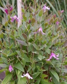 Pagoda Pink