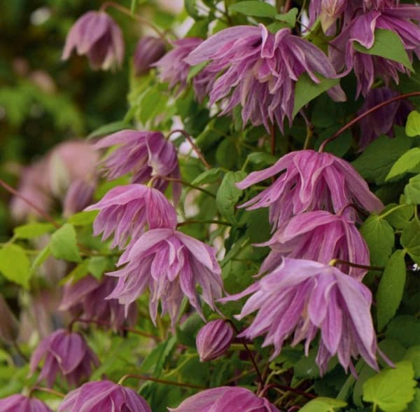 Purple Dream