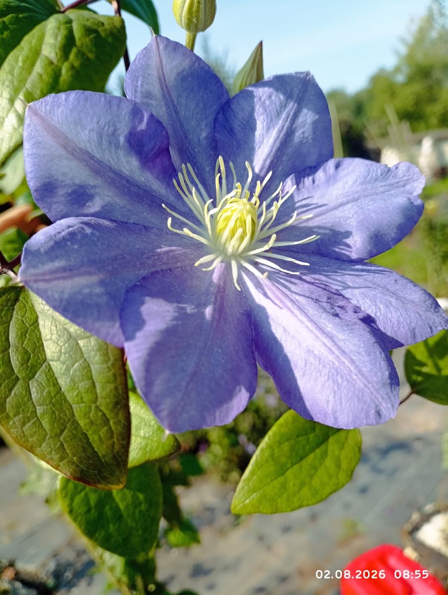 Клематис Blue Explosion