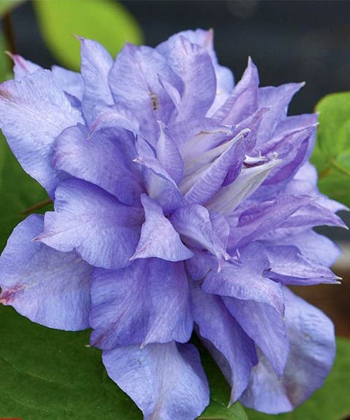 Blue Explosion