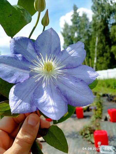 Клематис Blue Explosion