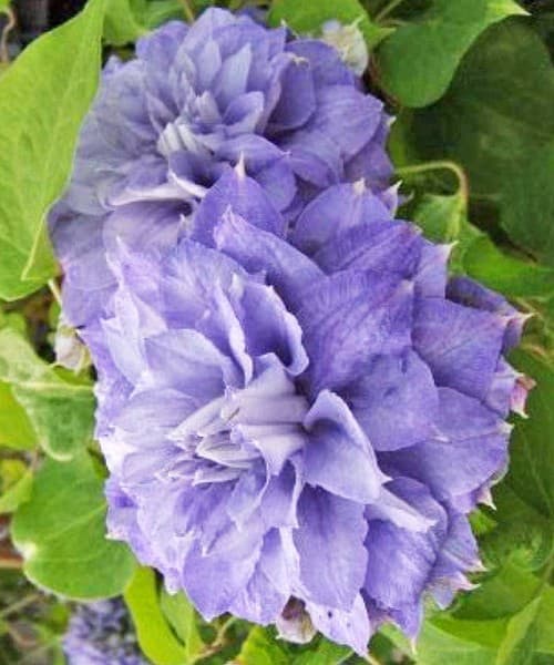 Клематис Blue Explosion
